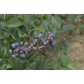 IQF Freezing Organic Blueberry Zl -160004